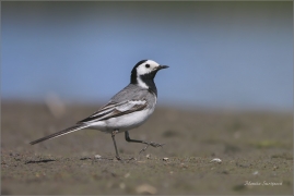 <p>KONIPAS BÍLÝ (Motacilla alba) /White wagtail - Bachstelze/</p>
